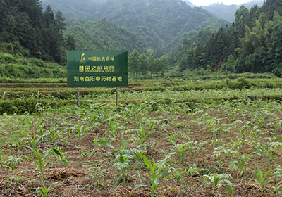 綠之韻湖南益陽中藥材種植生產(chǎn)基地